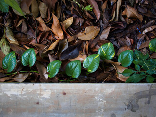 Green Leaves on Dry Forest Floor