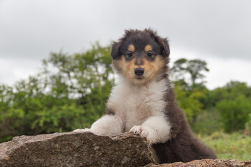 Tricolor Rough Collie puppy in the mountains
