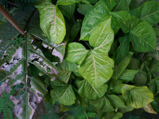 Bright Leaf Emerging from Dark Canopy