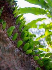 Upward View of Climbing Leaves
