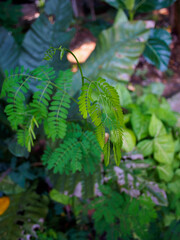 Lush Tropical Leaves in Natural Light