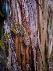 Banana Leaf Texture with Natural Marks