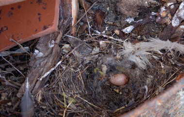 Polioptila dumicola nest in a trash can