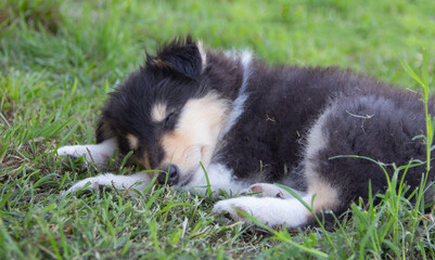Tricolor Rough Collie puppy in the mountains