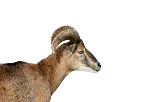 Mouflon ram standing watching in green pasture - Powered by Adobe