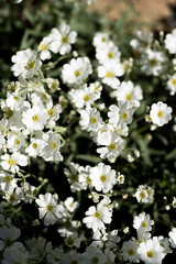Mass of Small White Flowers with Yellow Centers on a Green Foliage Background, vertical image
