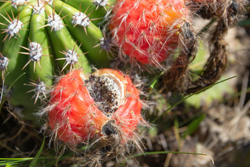 Red fruits of wild Selenicereus grandiflorus in the mountains of Cordoba, Argentina