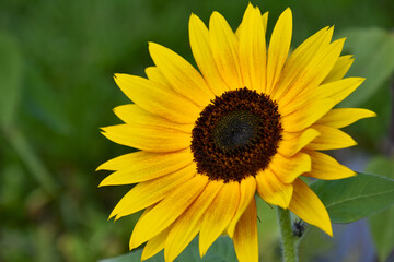 One beautiful yellow blooming sunflower close-up stock photo images. Single sunflower on green background stock photo. Template for background, banner, card