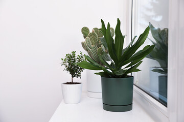 Beautiful potted houseplants on window sill indoors