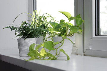 Beautiful potted houseplants on window sill indoors