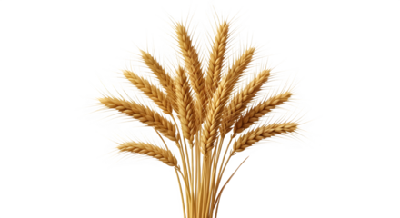 Bunch of ripe wheat ears isolated on transparent background