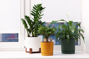 Different beautiful houseplants on window sill at home