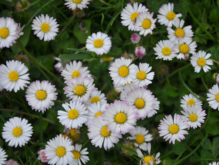 Marguerite flowers (Bellis perennis) bloom in nature © orestligetka