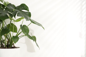 Beautiful monstera growing in pot near white wall indoors. Space for text