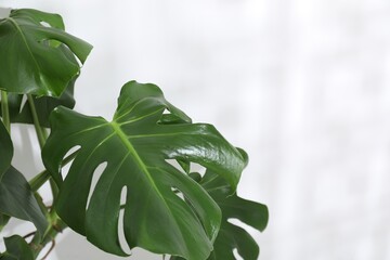 Beautiful monstera growing near white wall indoors, closeup. Space for text © New Africa