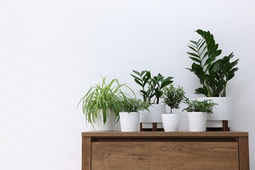 Different green houseplants on wooden dresser near white wall indoors, space for text