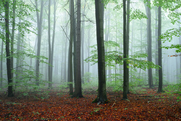 Naklejka premium Misty morning in the green forest