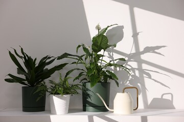 Beautiful potted houseplants and watering can on table near white wall