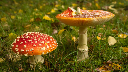 Red Fly Agaric Mushrooms in Grass with Autumn Leaves and Wet Cap Details