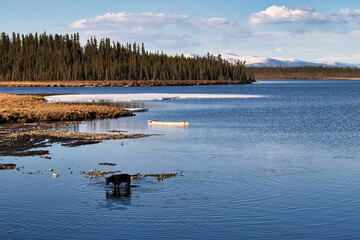 Dog in the water at Clearwater Creek in Delta Junction