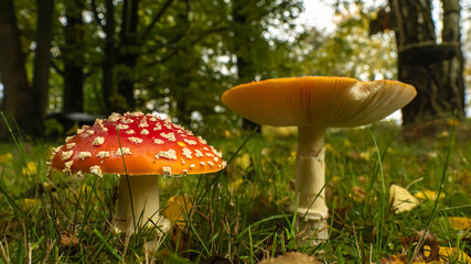 Red Fly Agaric Mushrooms in Grass with Autumn Leaves and Wet Cap Details