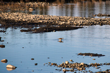 Migratory bird at Clearwater Creek in Delta Junction