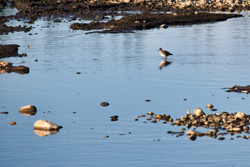 Migratory bird at Clearwater Creek in Delta Junction