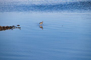 Migratory bird at Clearwater Creek in Delta Junction