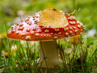 Red Fly Agaric Mushroom in Grass with Autumn Leaf and Wet Cap Details