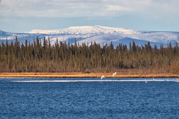 Migratory birds at Clearwater Creek in Delta Junction