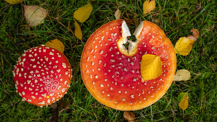 Two Red Fly Agaric Mushrooms shot from above growing in Grass