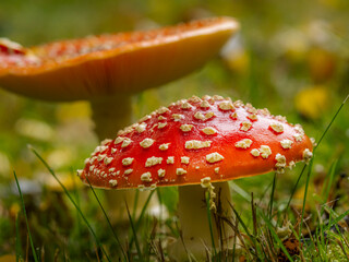 Red Fly Agaric Mushrooms in Grass with Autumn Leaves and Wet Cap Details