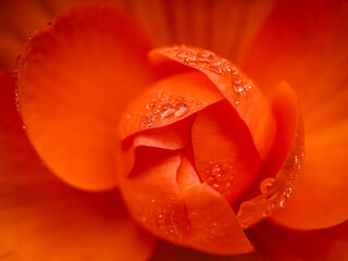 Bright Orange Begonia Bloom Close-Up