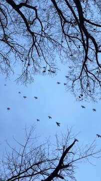 Flock of birds crows and rooks flies in the sky over bare trees in winter, vertical video with sound.