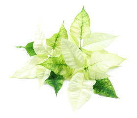 Fototapeta premium Beautiful poinsettia (Christmas flowers) isolated on white