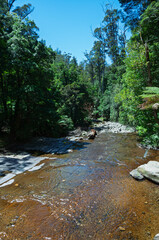 Forest creek with ferns and bushland vegetation, perfect for environmental themes, outdoor branding and ecosystem education.