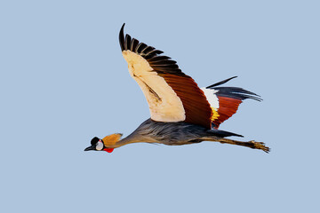 African Crowned Crane in Flight