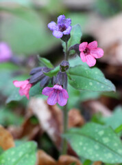 Obraz premium Lungwort (Pulmonaria) blooms in the wild spring forest