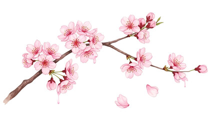Transparent background beautiful pink cherry blossoms on a branch isolated on transparent background