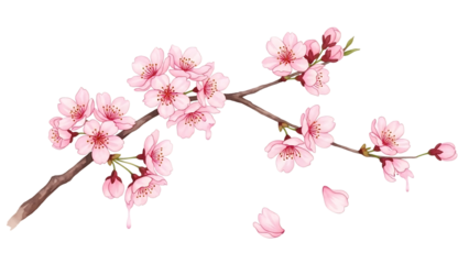 Transparent background beautiful pink cherry blossoms on a branch isolated on transparent background