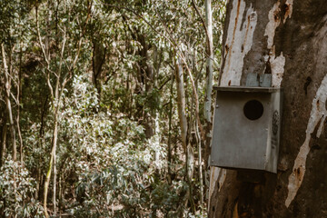 A big green wooden bird house for a bigger bird against the trunk of an eucalyptus tree outdoor at daytime in the forest of Wilpena Pound in Flinders Ranges the outback of Australia.
