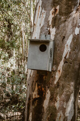 Vertical image of a big green wooden bird house for a bigger bird against the trunk of an eucalyptus tree outdoor at daytime in the forest of Wilpena Pound in Flinders Ranges the outback.