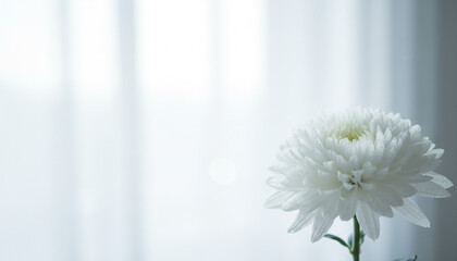 純白の花弁が美しい白菊の凛とした姿