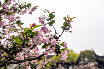 Chinese Apple blossoms closeup. Ornamental crabapple white and pink flowers and fresh green leaves. Nature in Spring. China.