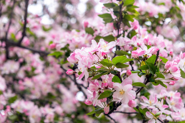 Chinese apple blossoms closeup view. Ornamental crabapple white and pink flowers and fresh green leaves. Nature in Spring. China