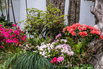 Chinese garden corner with blooming azaleas among green shrubs, ornamental grasses and rocks.