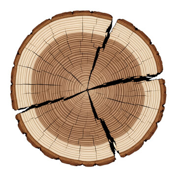 Detailed log cross-section with prominent growth rings and drying cracks, perfect for eco-friendly branding, historical timelines, nature education, rustic decor, or autumn designs.