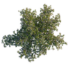 Escallonia x langleyensis apple tree plan, top view, cutout, transparent background, isolate, Aerial view shows a flowering tree with white blossoms, springtime bloom
