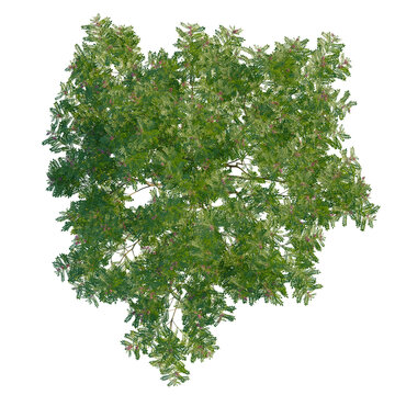 Indigofera heterantha tree plan, top view, cutout, transparent background, isolate, Vibrant green tree foliage with delicate pink blossoms overhead view