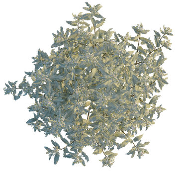 Olearia macrodonta tree plan, top view, cutout, transparent background, isolate, Graceful mountain ash tree with silvery leaves, delicate white flowers